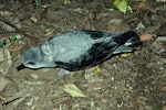 Cook's petrel | Tītī. View of fledgling. Little Barrier Island, May 1978. Image © Department of Conservation (image ref: 10036072) by Dick Veitch, Department of Conservation.