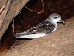 Cook's petrel | Tītī. Adult on surface. Whenua Hou / Codfish Island, March 2006. Image © Graeme Taylor by Graeme Taylor.