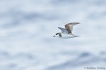 Stejneger's petrel. Adult in flight. Southport Australia (third Australian record), November 2017. Image © Matthias Dehling by Matthias Dehling.