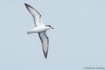 Stejneger's petrel. Ventral view of bird in flight. Southport Australia (third Australian record), November 2017. Image © Matthias Dehling by Matthias Dehling.