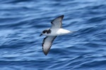 Stejneger's petrel. Adult in flight. Off Robinson Crusoe Island, November 2005. Image © Alvaro Jaramillo by Alvaro Jaramillo.