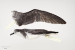 Stejneger's petrel. Beach-wrecked specimen. Tenth New Zealand record. Specimen registration no. OR.027767; image no. MA_I295022. Ninety-Mile Beach, Northland, November 2005. Image © Te Papa.