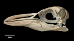 Chatham Island crested penguin. Skull, NMNZ S.033007; mandible, NMNZ S.030440. Chatham Island. Image © Te Papa by Jean-Claude Stahl.