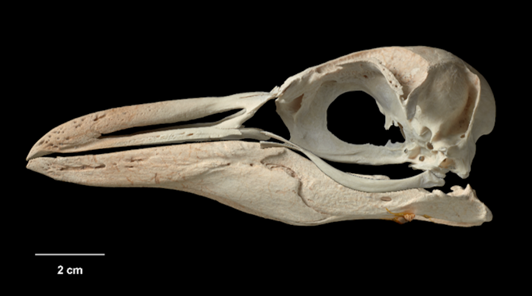 Chatham Island crested penguin. Skull, NMNZ S.033007; mandible, NMNZ S.030440. Chatham Island. Image © Te Papa by Jean-Claude Stahl.