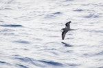 Collared petrel. Dark morph adult in flight. At sea off Kermdec Islands, March 2021. Image © Brent Stephenson by Brent Stephenson.