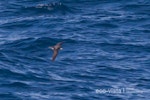 Collared petrel. Intermediate morph adult in flight (first New Zealand record). At sea near Three Kings Islands, March 2011. Image © Brent Stephenson by Brent Stephenson.