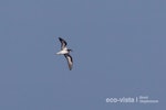 Collared petrel. Intermediate morph adult in flight (first New Zealand record). At sea near Three Kings Islands, March 2011. Image © Brent Stephenson by Brent Stephenson.