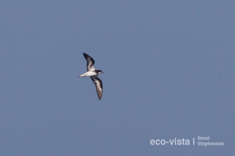 Collared petrel. Intermediate morph adult in flight (first New Zealand record). At sea near Three Kings Islands, March 2011. Image © Brent Stephenson by Brent Stephenson.