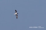 Collared petrel. Intermediate morph adult in flight (first New Zealand record). At sea near Three Kings Islands, March 2011. Image © Brent Stephenson by Brent Stephenson.