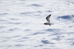 Collared petrel. Dark morph adult in flight. At sea off Kermdec Islands, March 2021. Image © Brent Stephenson by Brent Stephenson.