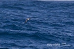 Collared petrel. Intermediate morph adult in flight (first New Zealand record). At sea near Three Kings Islands, March 2011. Image © Brent Stephenson by Brent Stephenson.