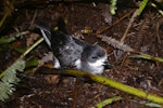 Collared petrel. Intermediate morph adult at breeding colony. Mt Suretamatai, Vanua Lava, Vanuatu, March 2011. Image © Colin Miskelly by Colin Miskelly.