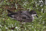 Collared petrel. Intermediate morph adult caught while spotlighting (D115224). Waitabua Hill, Gau Island, Fiji, April 2011. Image © Mark Fraser by Mark Fraser.