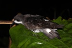 Collared petrel. Intermediate morph adult caught while spotlighting (D115230). Waitabua Hill, Gau Island, Fiji, May 2011. Image © Mark Fraser by Mark Fraser.