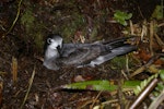 Collared petrel. Dark morph adult at breeding colony. Mt Suretamatai, Vanua Lava, Vanuatu, March 2011. Image © Colin Miskelly by Colin Miskelly.