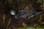 Collared petrel. Dark morph adult at breeding colony. Mt Suretamatai, Vanua Lava, Vanuatu, March 2011. Image © Colin Miskelly by Colin Miskelly.