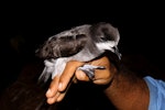 Collared petrel. Intermediate morph adult caught while spotlighting (D115220). Waitabua Hill, Gau Island, Fiji, March 2011. Image © Mark Fraser by Mark Fraser.