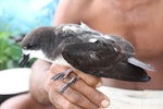 Collared petrel. Pale morph adult caught while spotlighting (D115228). Waitabua Hill, Gau Island, Fiji, May 2011. Image © Mark Fraser by Mark Fraser.