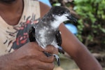 Collared petrel. Intermediate morph adult caught while spotlighting (D115229). Waitabua Hill, Gau Island, Fiji, May 2011. Image © Mark Fraser by Mark Fraser.