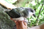 Collared petrel. Chick close to fledging. From burrow inland from Qarani Village, Gau Island, Fiji, June 2011. Image © Mark Fraser by Mark Fraser.