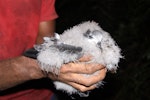 Collared petrel. Chick from burrow, post-guard stage. Delaisavu colony, Gau Island, Fiji, June 2013. Image © Mark Fraser by Mark Fraser.