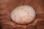 Collared petrel. Egg 47.7 x 36.1 mm. From burrow inland from Qarani Village, Gau Island, Fiji, March 2011. Image © Mark Fraser by Mark Fraser.