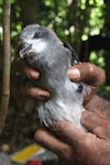 Collared petrel. Dark morph chick from burrow close to fledging. Delaisavu colony, Gau Island, Fiji, July 2013. Image © Mark Fraser by Mark Fraser.