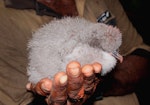 Collared petrel. Chick from burrow, post-guard stage. Inland from Qarani Village, Gau Island, Fiji, May 2011. Image © Mark Fraser by Mark Fraser.