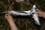 Collared petrel. Intermediate morph adult at breeding colony. Mt Suretamatai, Vanua Lava, Vanuatu, March 2011. Image © Colin Miskelly by Colin Miskelly.