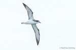 Pycroft's petrel. Ventral view of adult in flight. Bay of Islands, January 2017. Image © Matthias Dehling by Matthias Dehling.