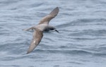 Pycroft's petrel. Dorsal view of adult in flight. Bay of Islands, January 2017. Image © Matthias Dehling by Matthias Dehling.