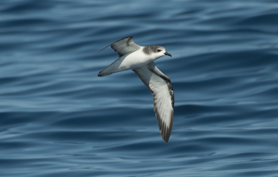 Pycroft's petrel. Ventral view of adult in flight. Off Whitianga, January 2012. Image © Philip Griffin by Philip Griffin.