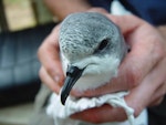 Pycroft's petrel. Head and bill of adult in the hand. Red Mercury Island, December 2009. Image © Graeme Taylor by Graeme Taylor.