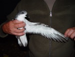 Pycroft's petrel. Adult underwing. Cuvier Island, February 2008. Image © Graeme Taylor by Graeme Taylor.