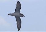 Pycroft's petrel. Adult in flight. East of the Poor Knights Islands., November 2018. Image © Tim Barnard by Tim Barnard.