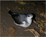 Pycroft's petrel. Adult at breeding colony. Taranga / Hen Island, December 2010. Image © Colin Miskelly by Colin Miskelly.