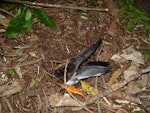 Pycroft's petrel. Adult entering burrow. Red Mercury Island, December 2009. Image © Graeme Taylor by Graeme Taylor.