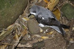 Pycroft's petrel. Adult at breeding colony. Taranga / Hen Island, December 2010. Image © Colin Miskelly by Colin Miskelly.