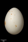 Pycroft's petrel. Egg 48.3 x 34.5 mm (NMNZ OR.006867, collected by Edgar Stead). Hen Island, November 1933. Image © Te Papa by Jean-Claude Stahl.