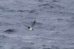 Pycroft's petrel. Adult in flight at sea. At sea off Whangaroa Harbour, Northland, January 2011. Image © Jenny Atkins by Jenny Atkins.