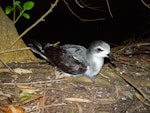 Pycroft's petrel. Adult at breeding colony. Red Mercury Island, December 2009. Image © Graeme Taylor by Graeme Taylor.