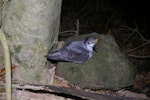 Pycroft's petrel. Adult at breeding colony. Taranga / Hen Island, December 2010. Image © Colin Miskelly by Colin Miskelly.