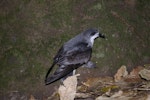 Pycroft's petrel. Adult at breeding colony. Taranga / Hen Island, December 2010. Image © Colin Miskelly by Colin Miskelly.