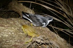 Pycroft's petrel. Adult at breeding colony. Taranga / Hen Island, December 2010. Image © Colin Miskelly by Colin Miskelly.