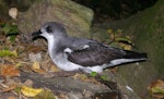 Pycroft's petrel. Adult at breeding colony. Aorangi Island, Poor Knights Islands, February 2013. Image © Colin Miskelly by Colin Miskelly.