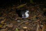 Pycroft's petrel. Front view of adult at breeding colony. Taranga / Hen Island, December 2010. Image © Colin Miskelly by Colin Miskelly.