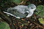 Pycroft's petrel. Adult at breeding colony. Poor Knights Islands, January 1986. Image © Department of Conservation (image ref: 10023977) by Mike Aviss, Department of Conservation.