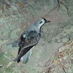 Pycroft's petrel. Adult at breeding colony. Red Mercury Island, Mercury Islands, December 1972. Image © Department of Conservation (image ref: 10035653) by Rod Morris, Department of Conservation.