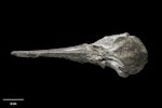 Alastair's albatross. Holotype skull (dorsal). South Taranaki. Image © Te Papa by Jean-Claude Stahl.