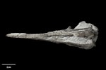 Alastair's albatross. Holotype skull (ventral). South Taranaki. Image © Te Papa by Jean-Claude Stahl.